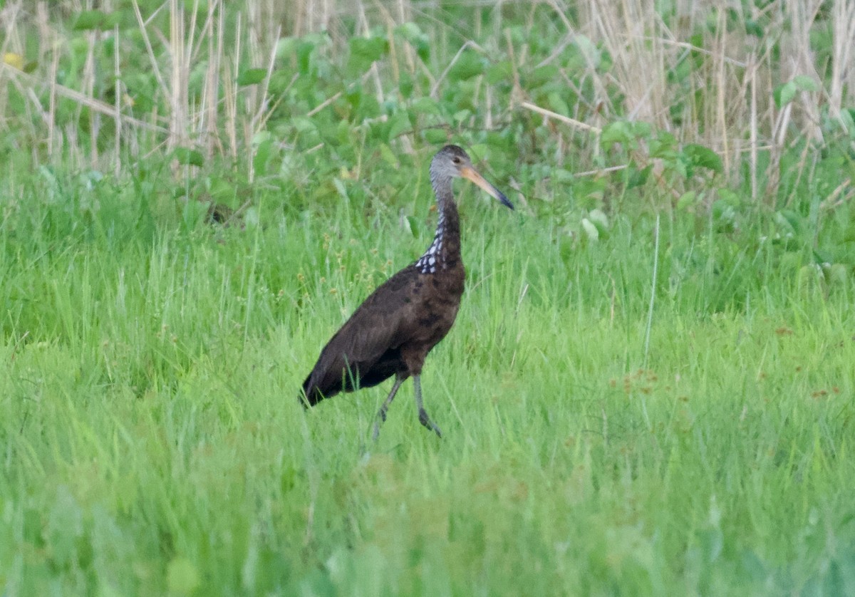 Limpkin - ML646278838