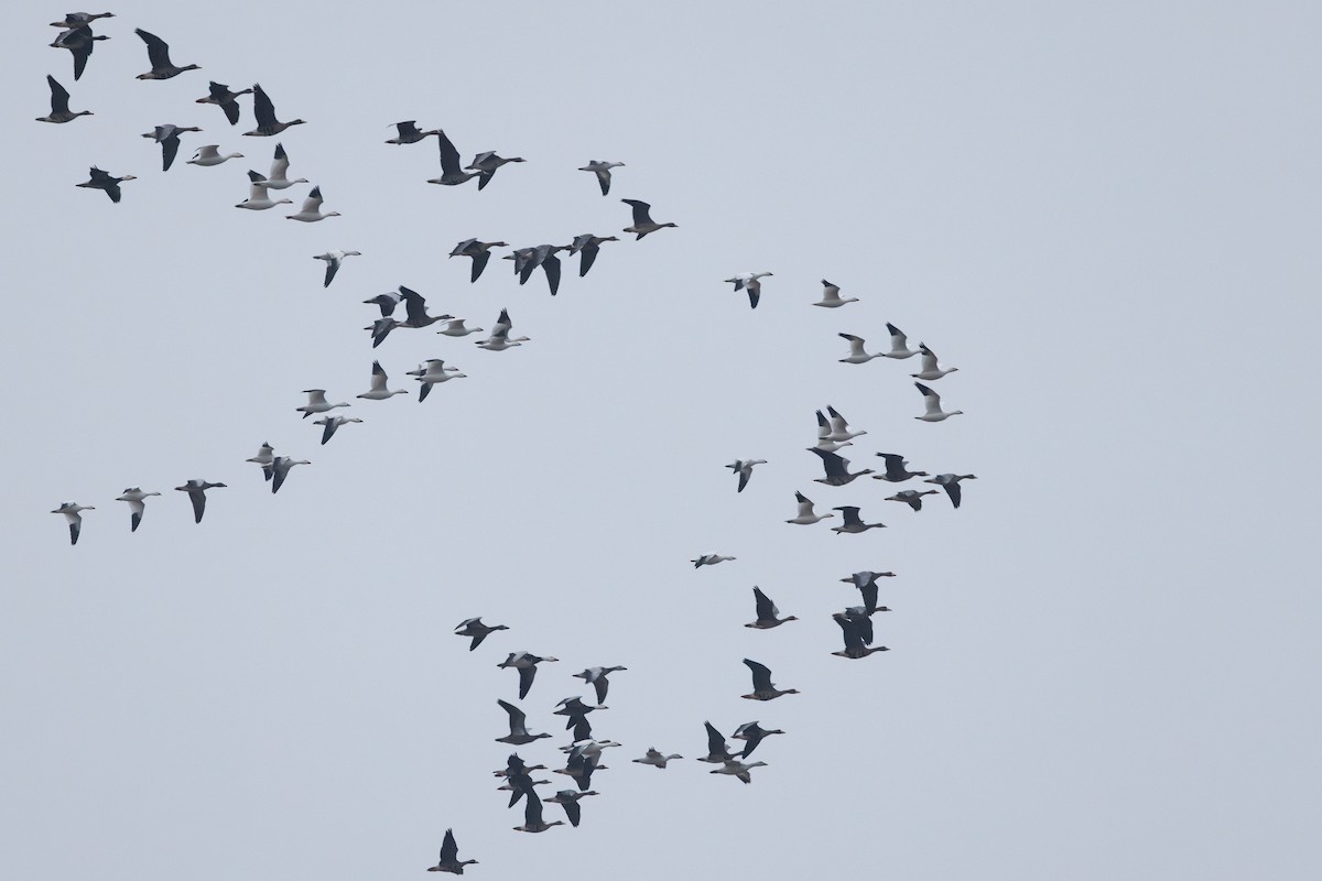 אווז קנדי - ML646278839