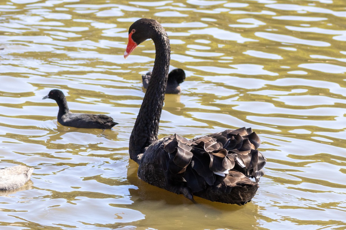 labuť černá - ML646278842