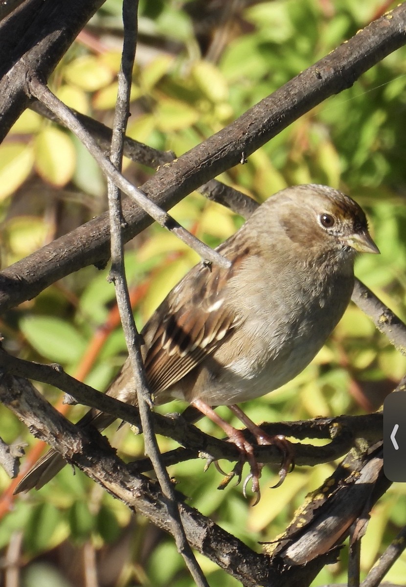 Golden-crowned Sparrow - ML646278844