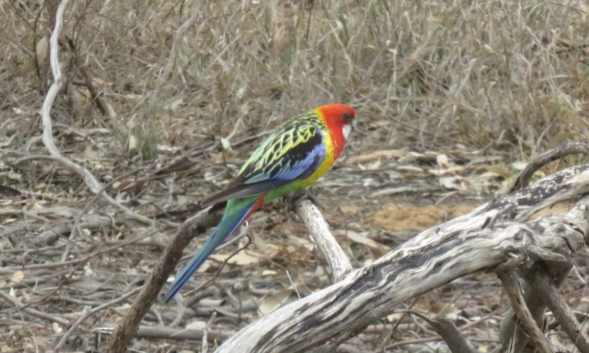 Eastern Rosella - ML646278845