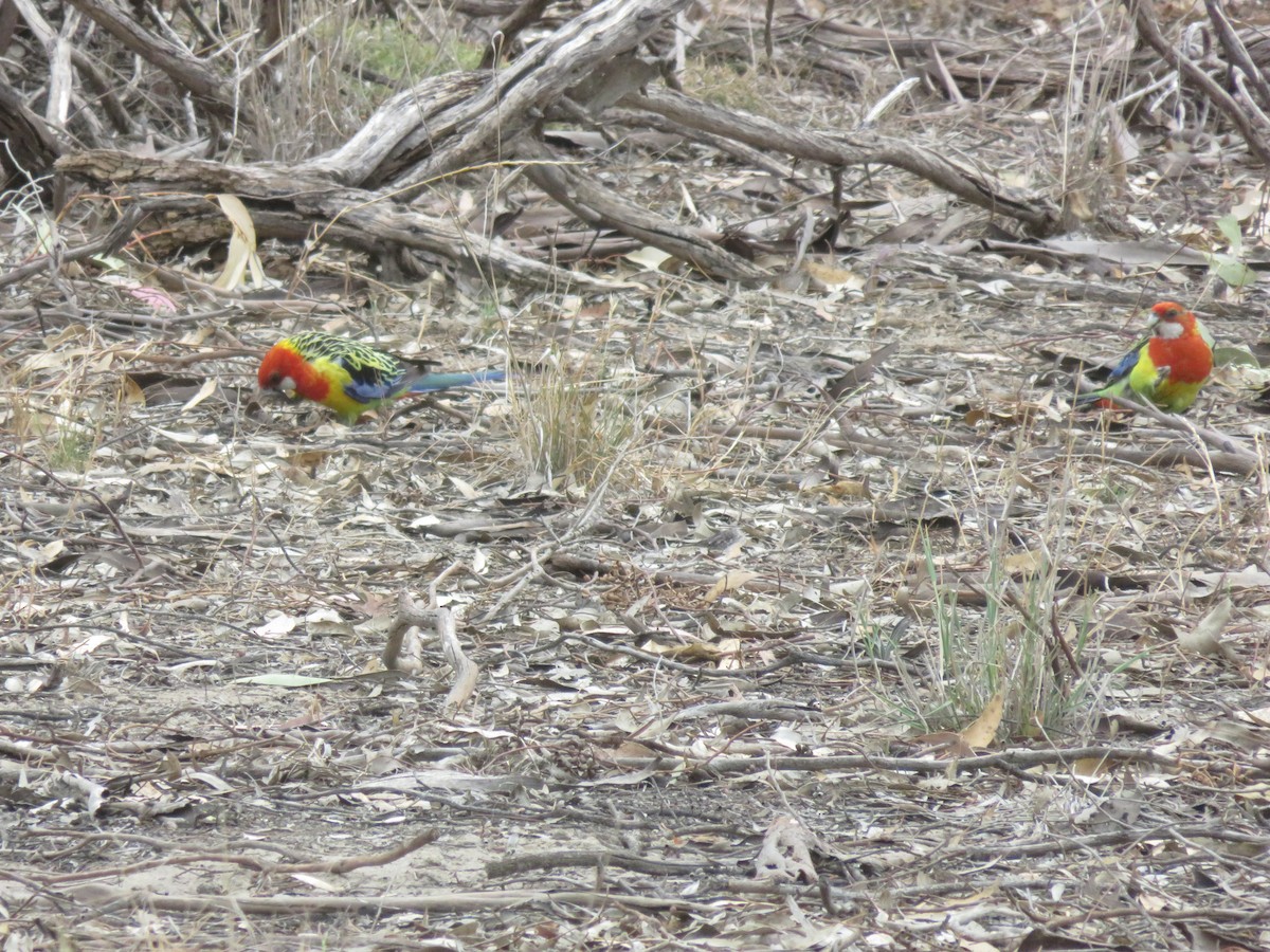 Eastern Rosella - ML646278846