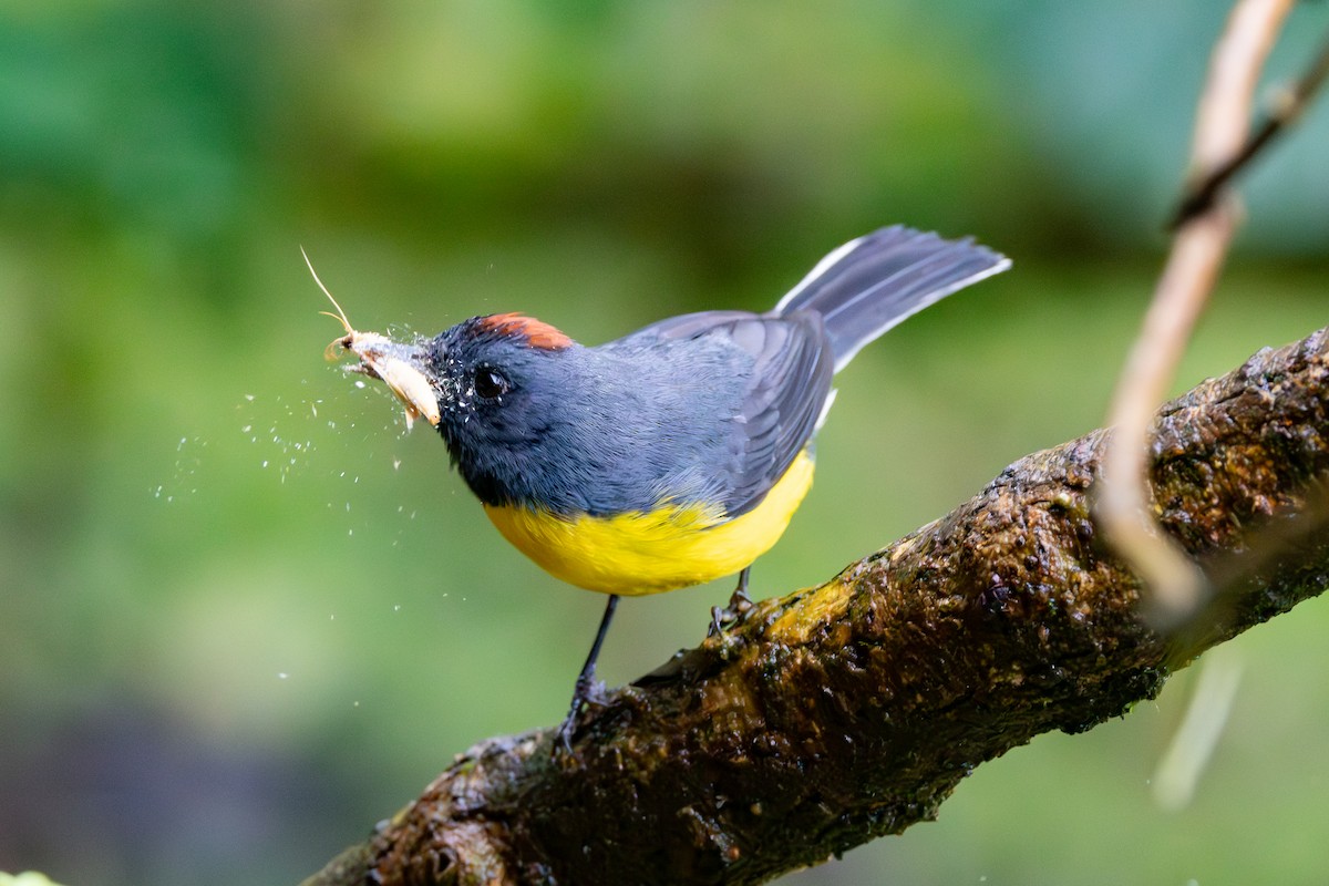 Slate-throated Redstart - ML646278869