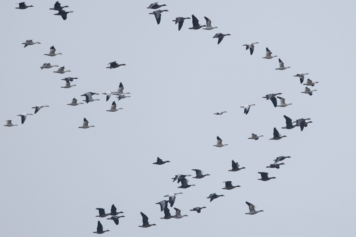 אווז קנדי - ML646278870