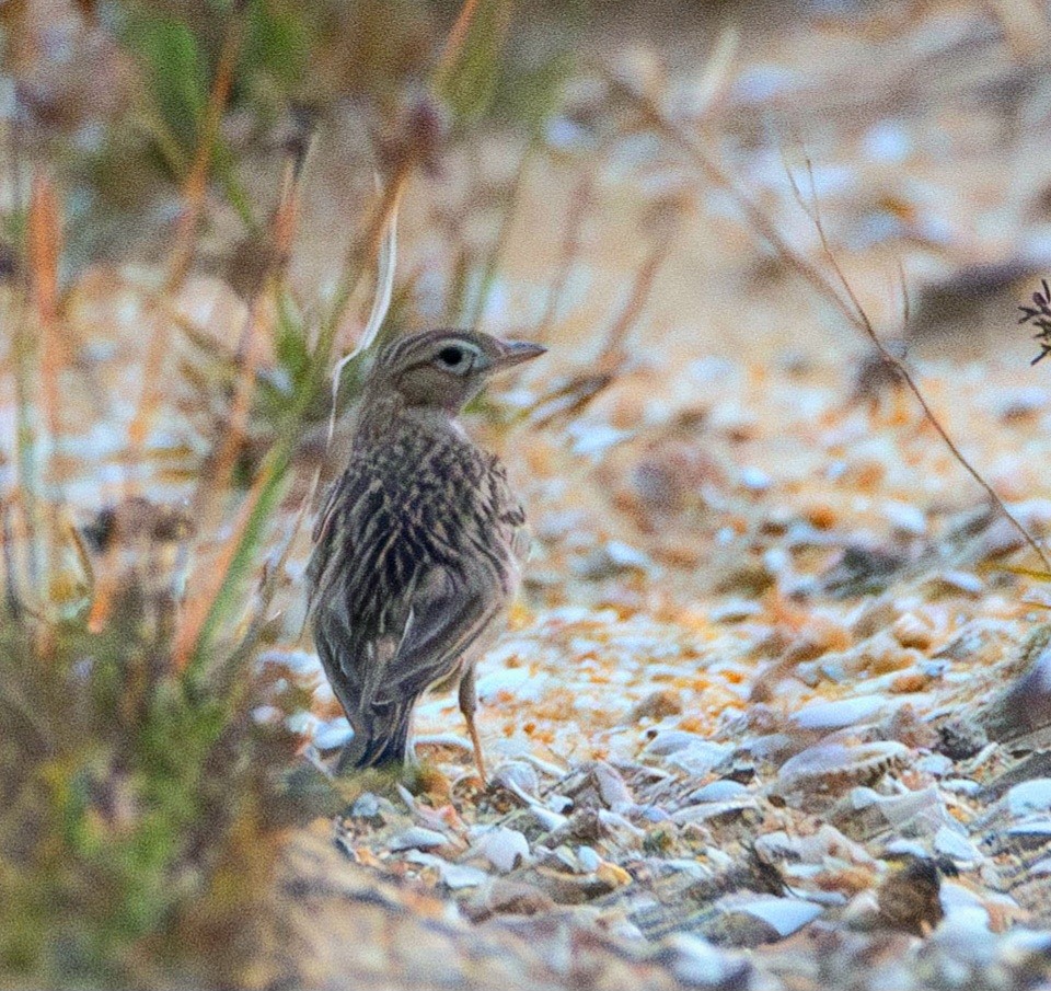 Mongolian Short-toed Lark - ML646278871