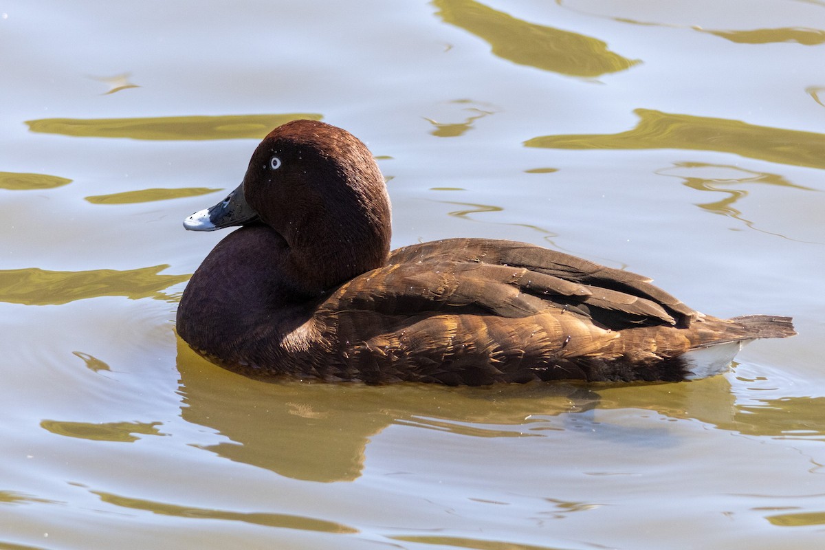 Hardhead - ML646278872