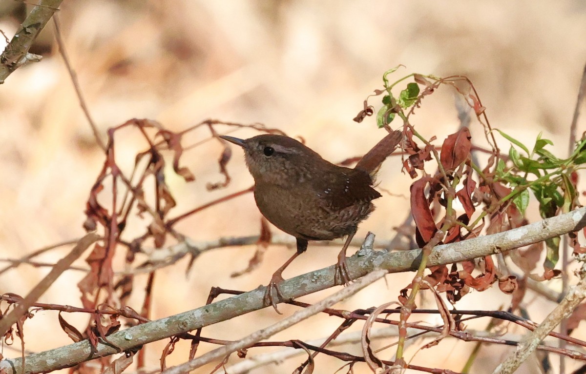 Winter Wren - ML646278873