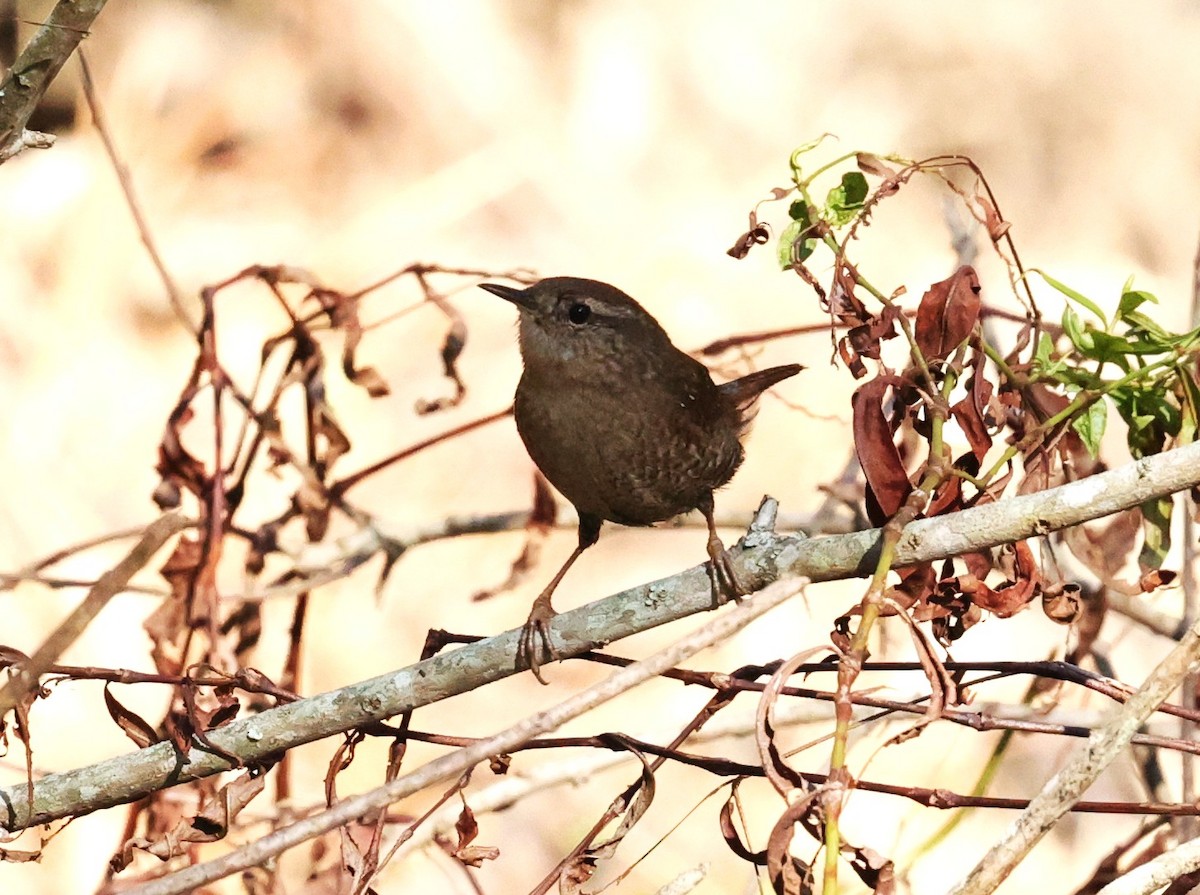 Winter Wren - ML646278874