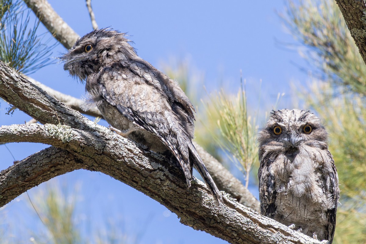 Podargo Australiano - ML646278876