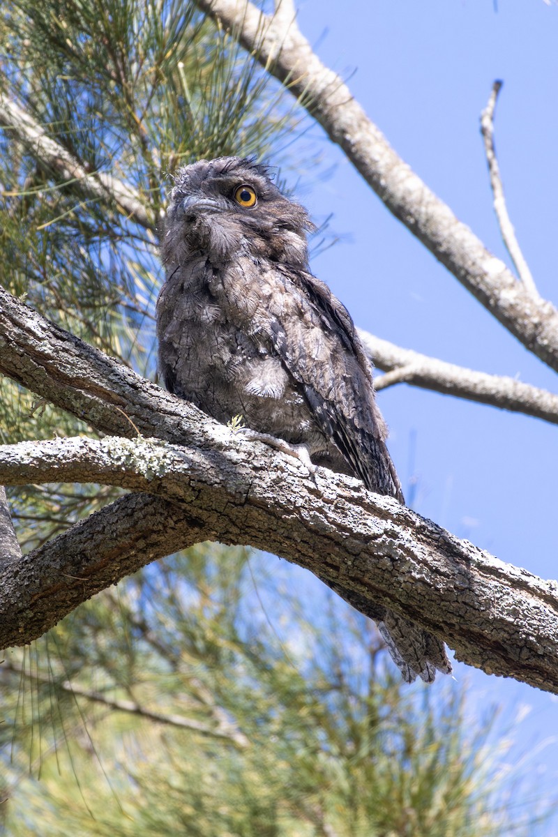 Podargo Australiano - ML646278877