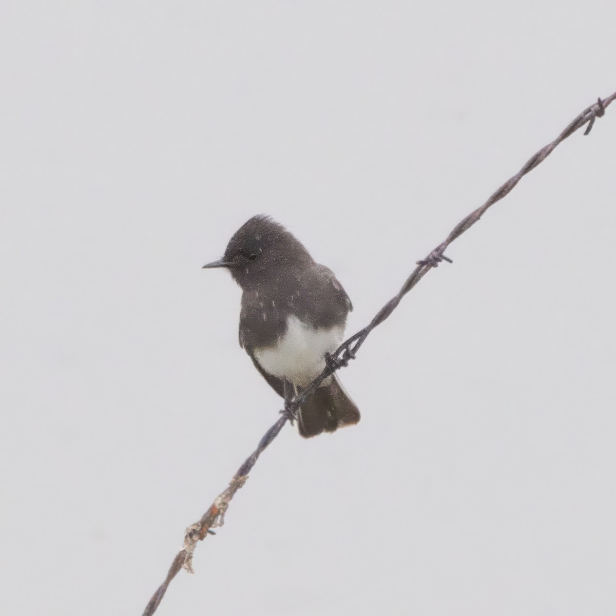 Black Phoebe - ML646278879