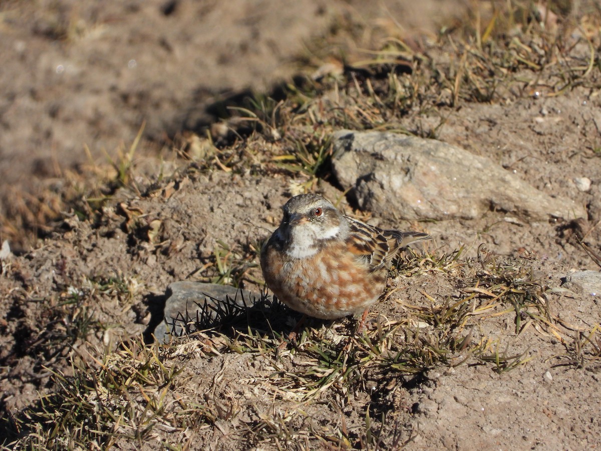 Altai Accentor - ML646278880