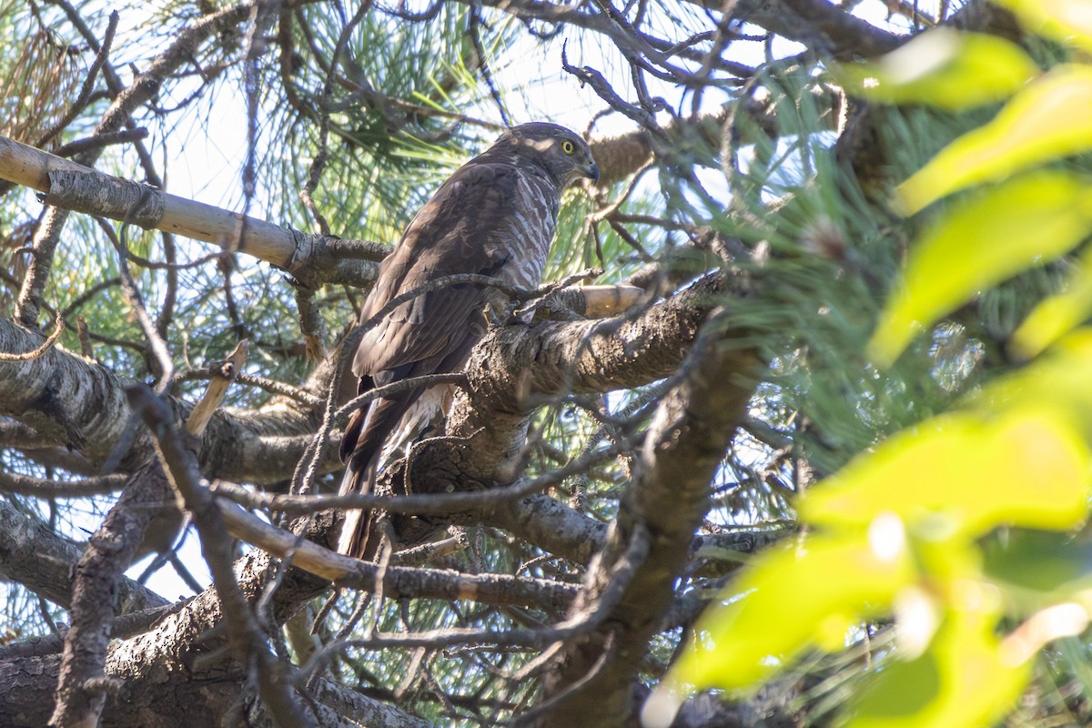 jestřáb australský - ML646278881