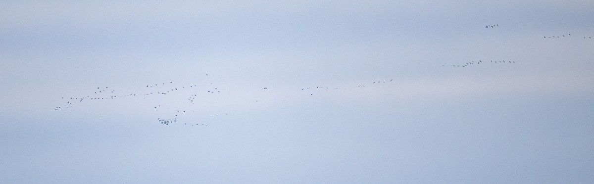 Цасны галуу - ML646278883