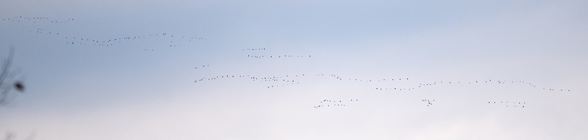 Цасны галуу - ML646278884