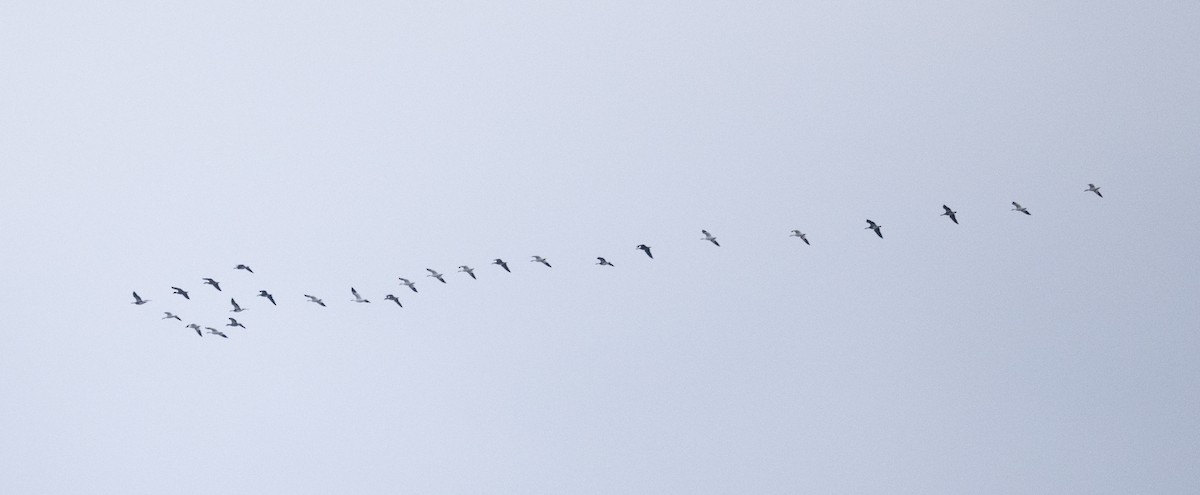 Цасны галуу - ML646278885