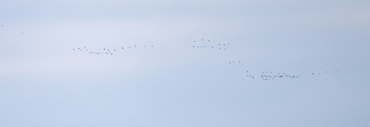 Цасны галуу - ML646278886