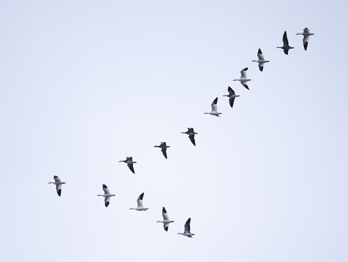 Цасны галуу - ML646278888