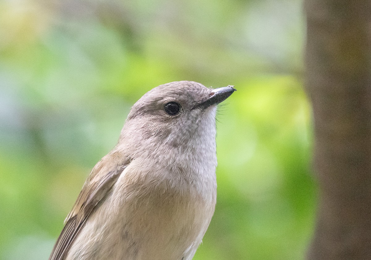 Golden Whistler (Eastern) - ML646278890