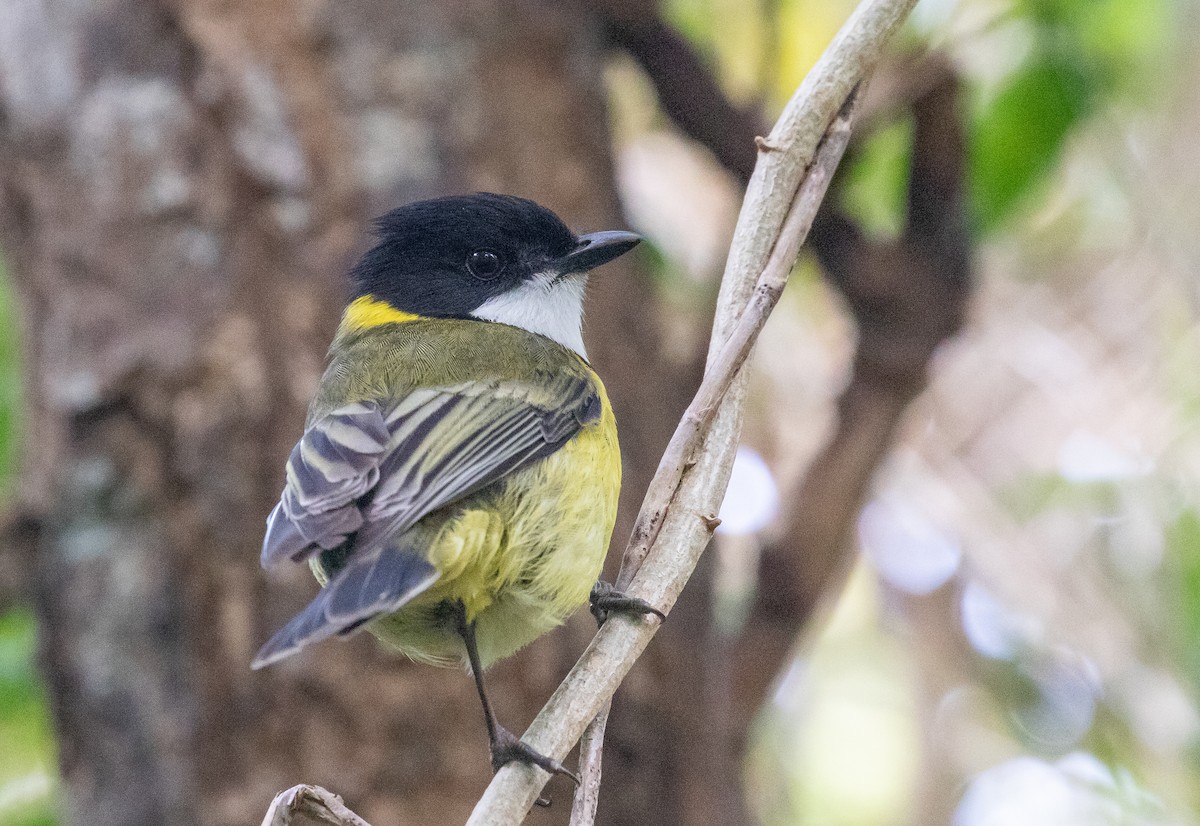 Golden Whistler (Eastern) - ML646278891