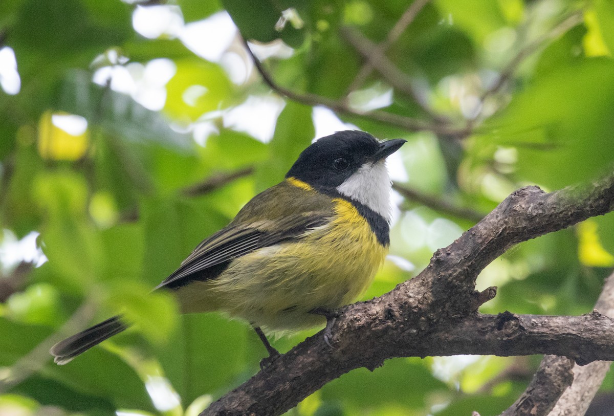 Golden Whistler (Eastern) - ML646278892
