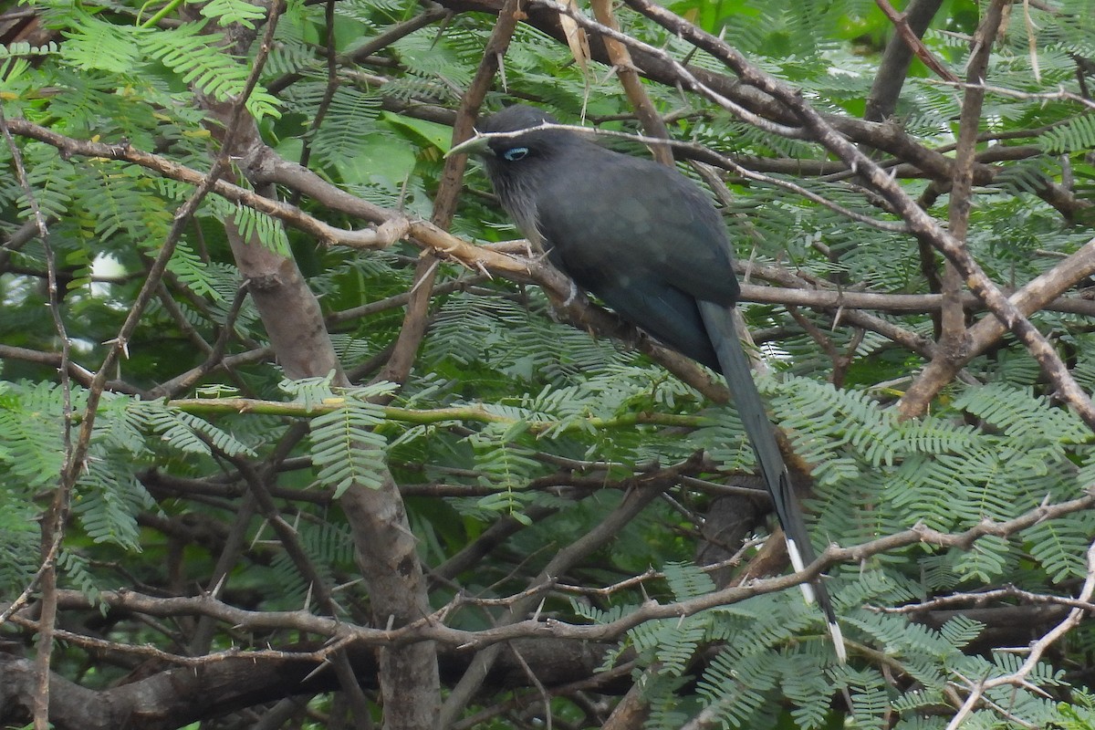 Blue-faced Malkoha - ML646278894