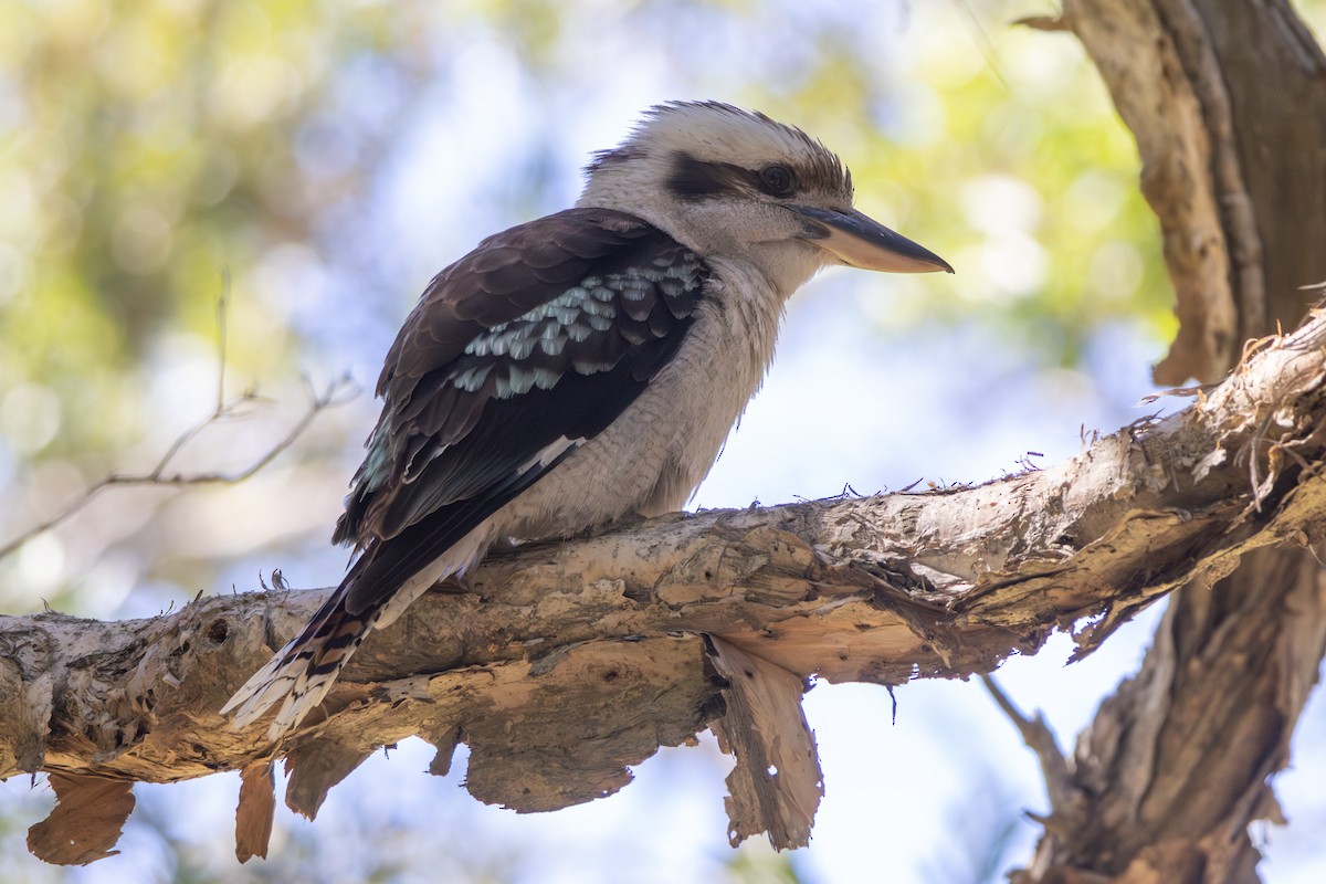 ledňák obrovský - ML646278895