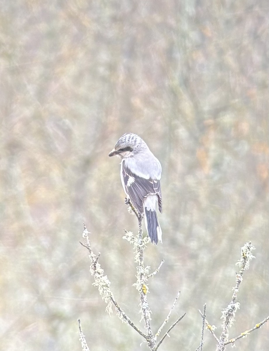 Antzandobi boreala - ML646278896