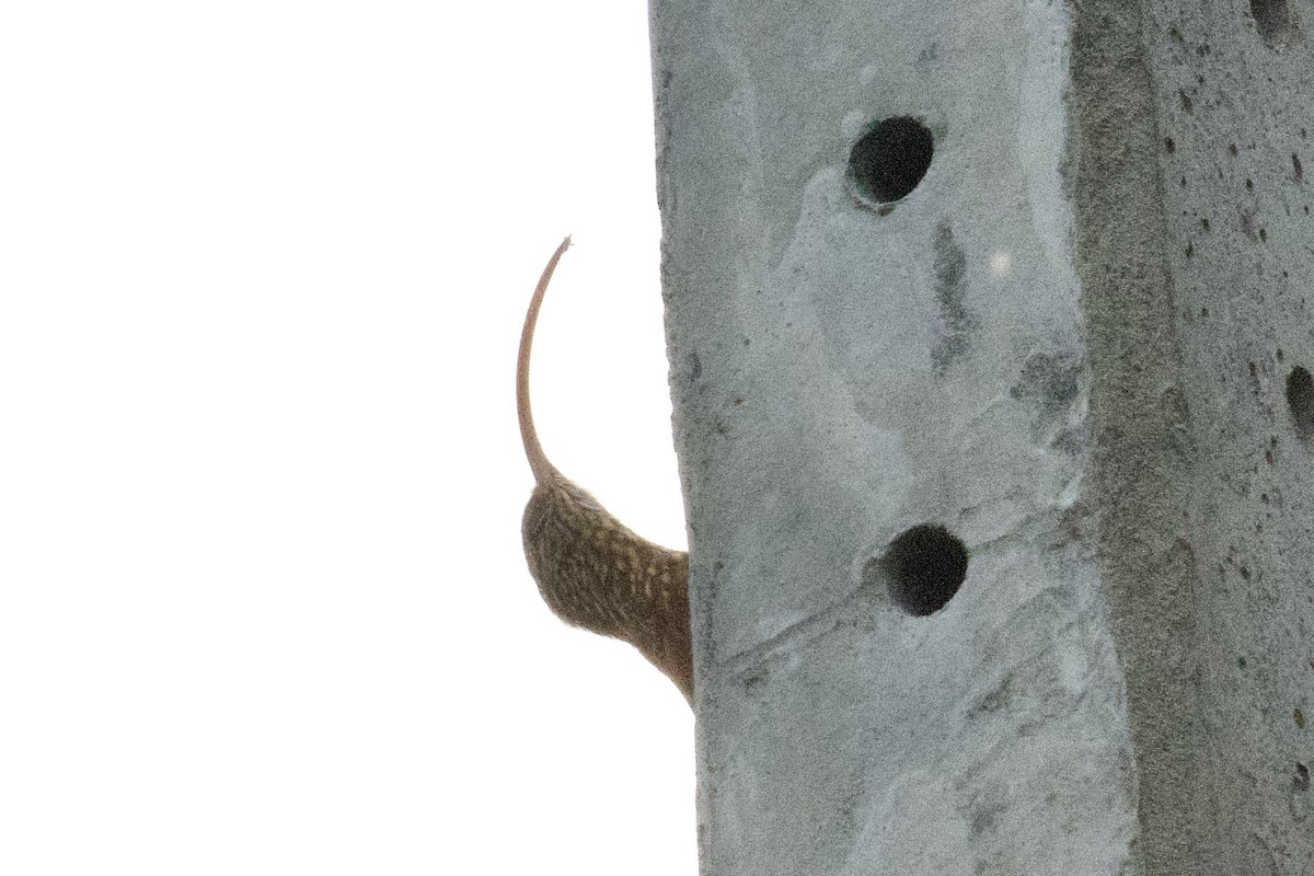 Red-billed Scythebill - ML646278900