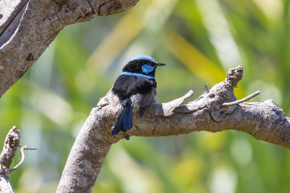 modropláštník nádherný - ML646278901