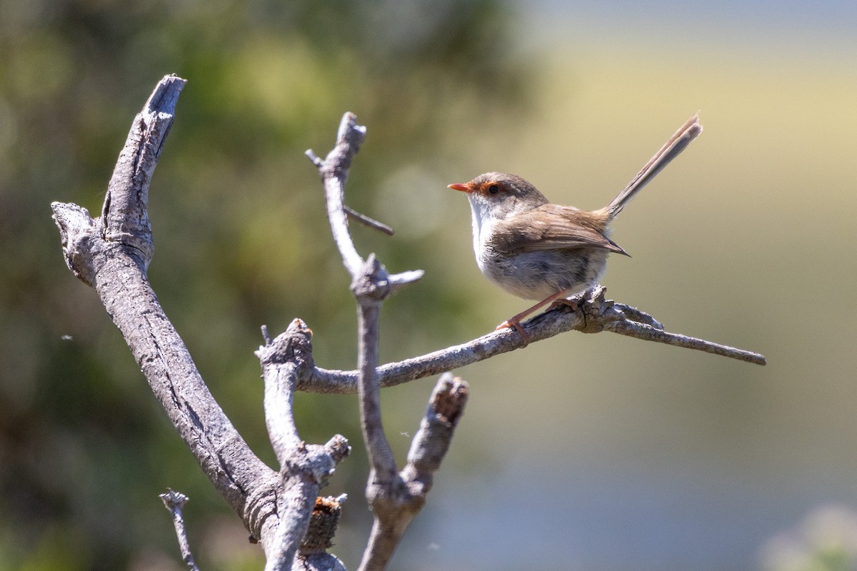 modropláštník nádherný - ML646278902