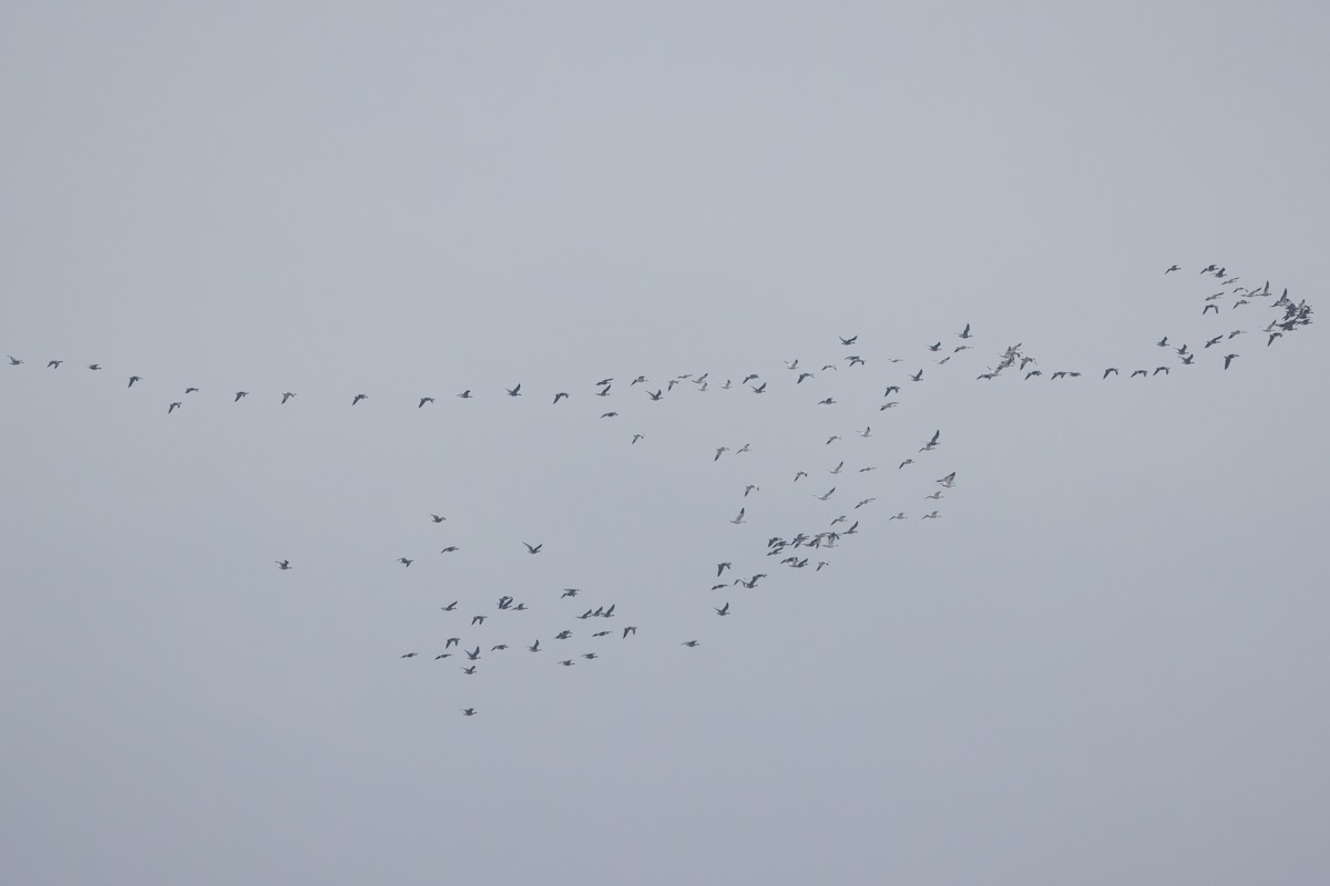 אווז לבן-מצח - ML646278903