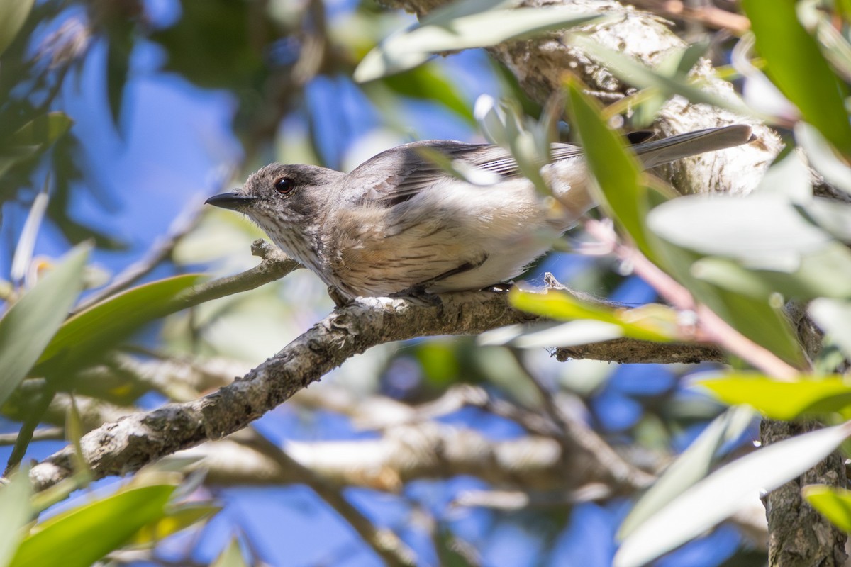 Rufous Whistler - ML646278904