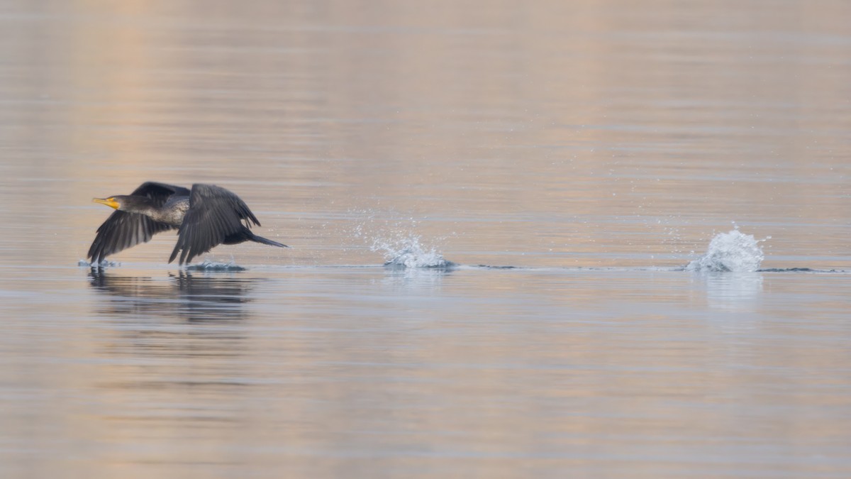 Double-crested Cormorant - ML646278905