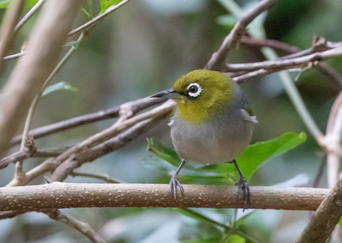 Silvereye - ML646278906