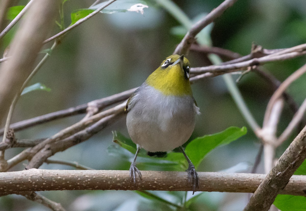 Silvereye - ML646278907