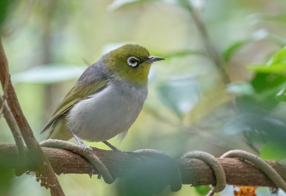Silvereye - ML646278908