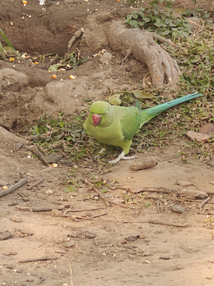 Rose-ringed Parakeet - ML646278910