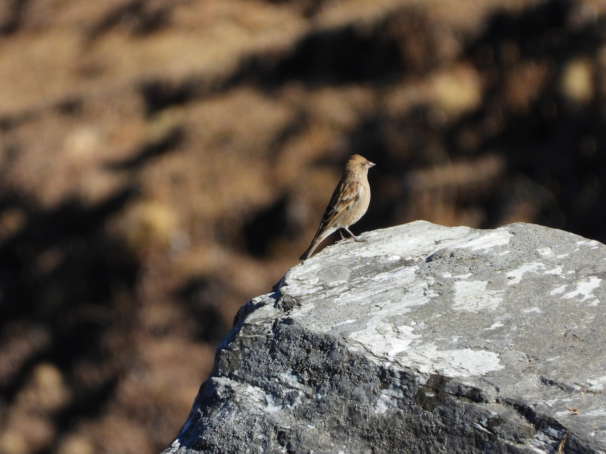 Plain Mountain Finch - ML646278920