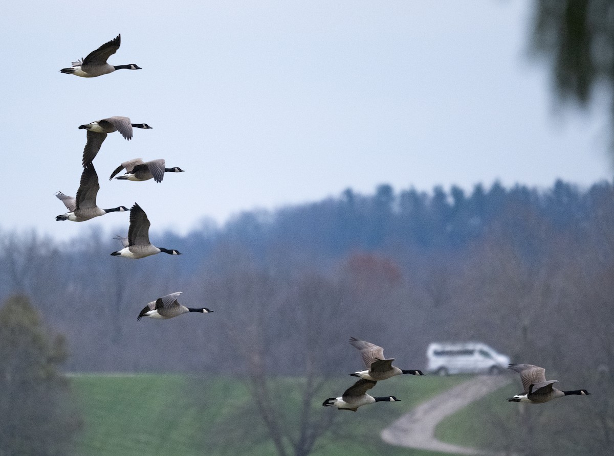 Canada Goose - ML646278924