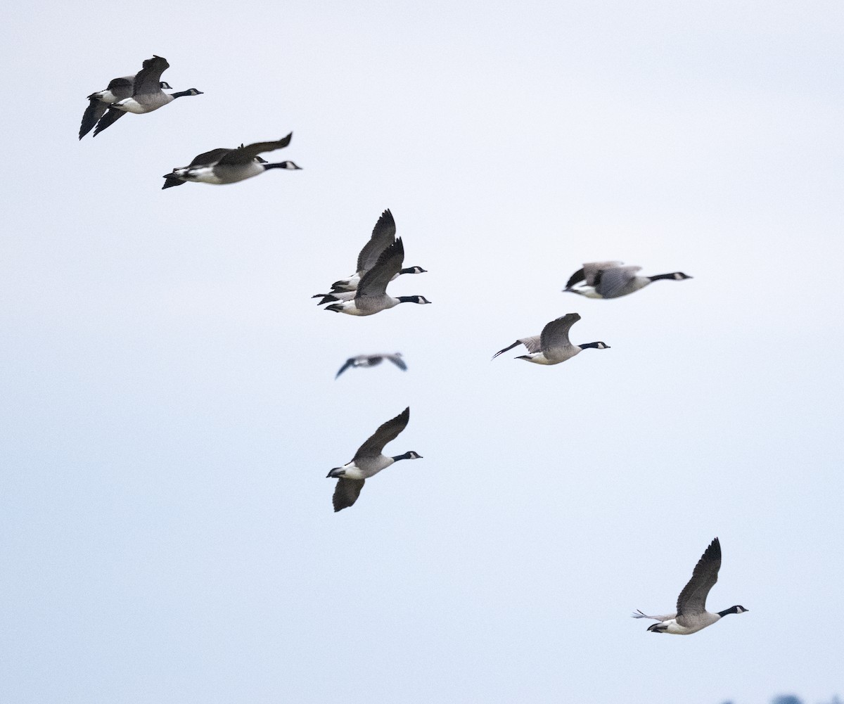 Canada Goose - ML646278925