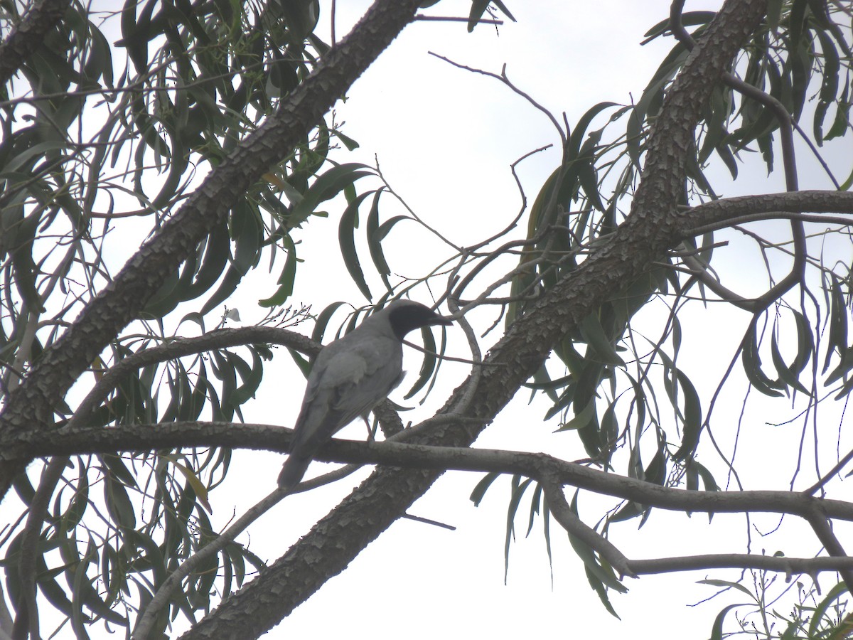 オーストラリアオニサンショウクイ - ML646278927