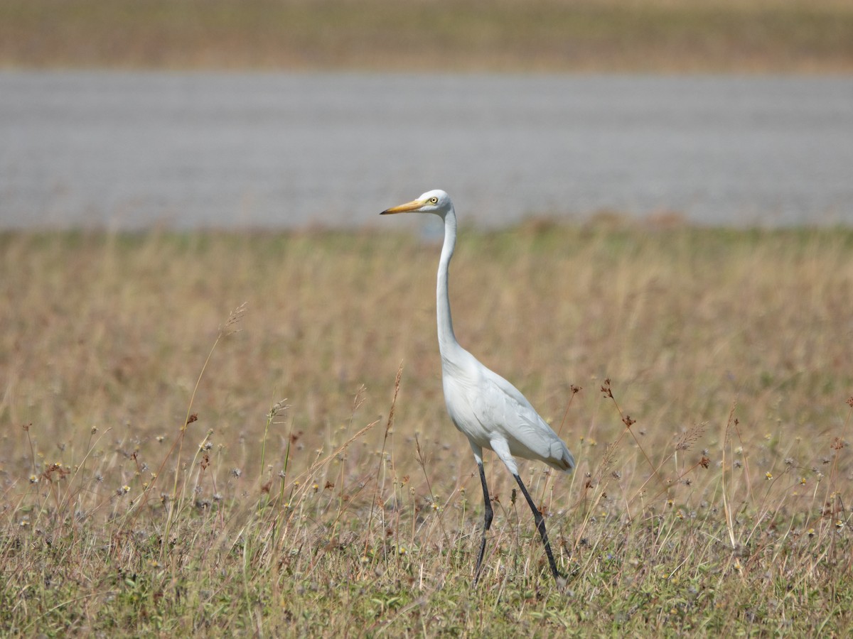 Бэсрэг дэглий - ML646278928