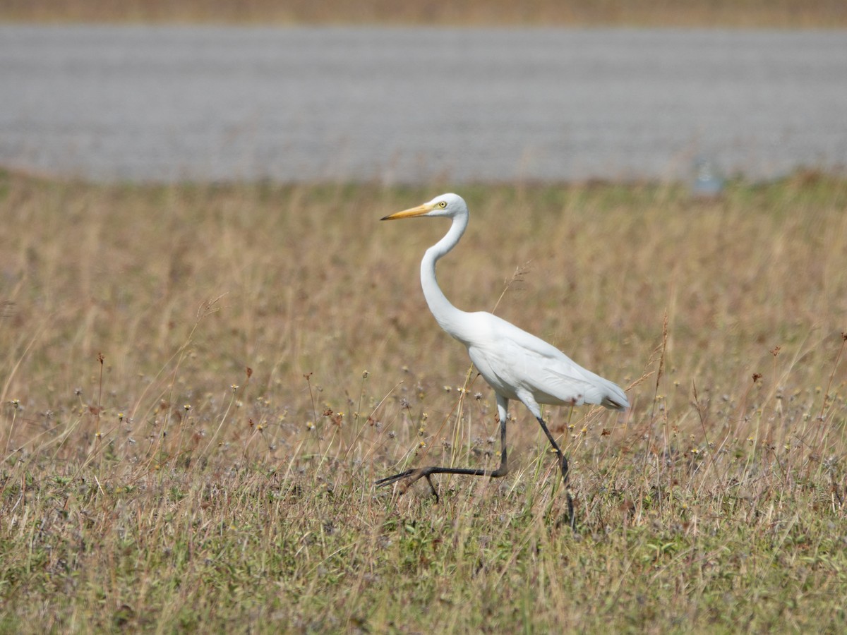 Бэсрэг дэглий - ML646278929