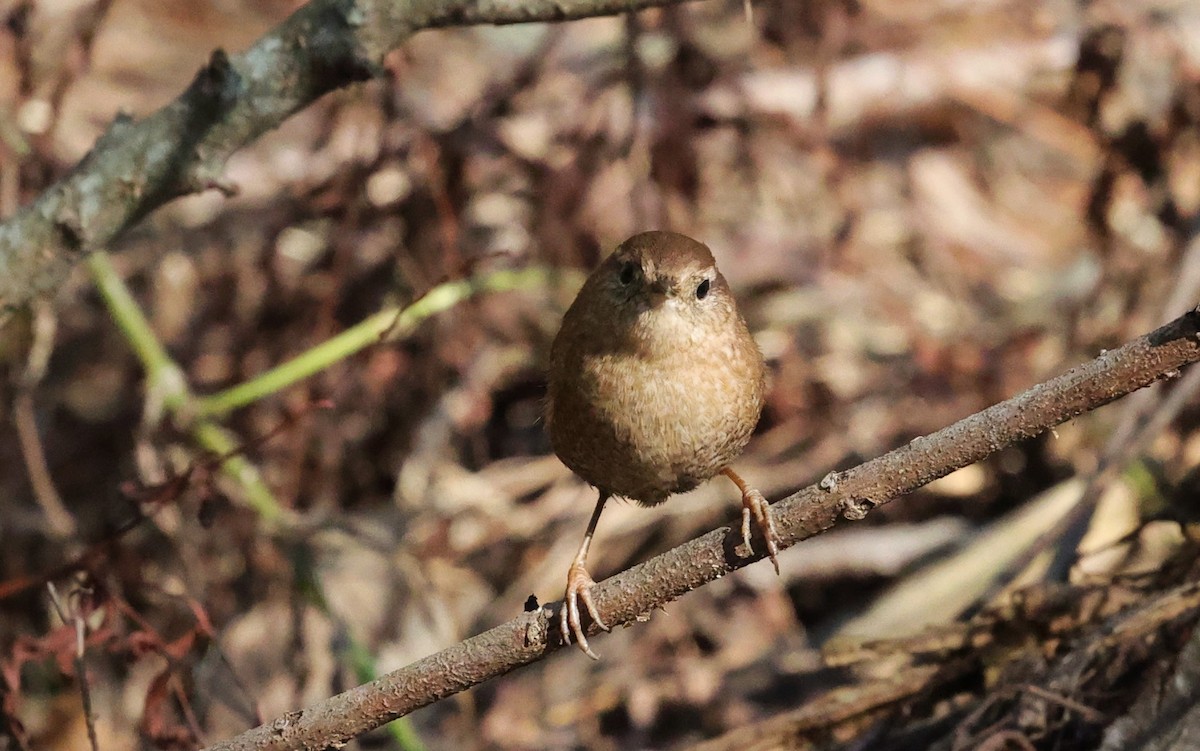 Winter Wren - ML646278931