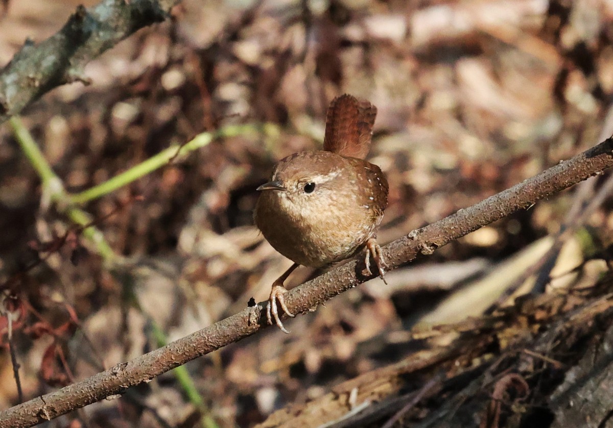 Winter Wren - ML646278932