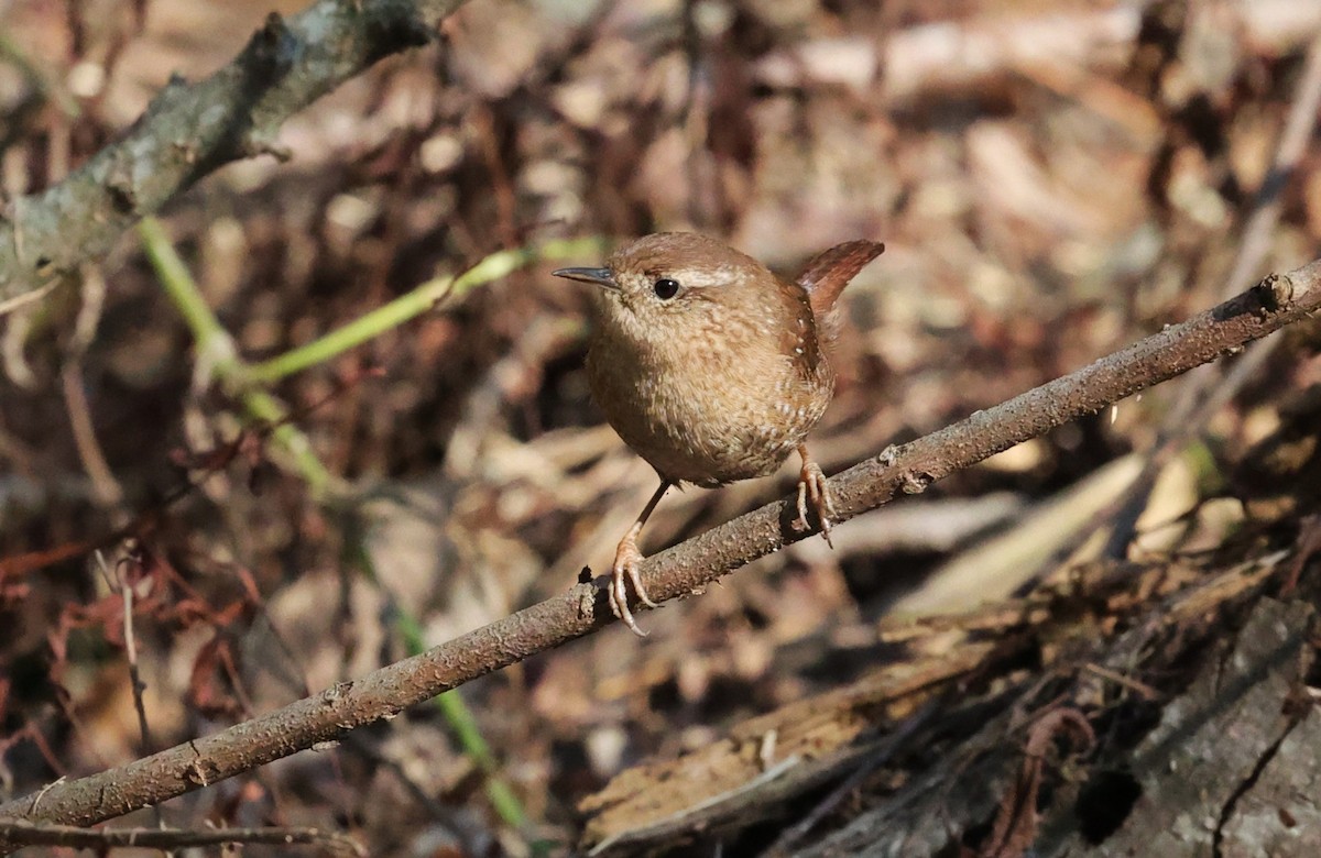 Winter Wren - ML646278933