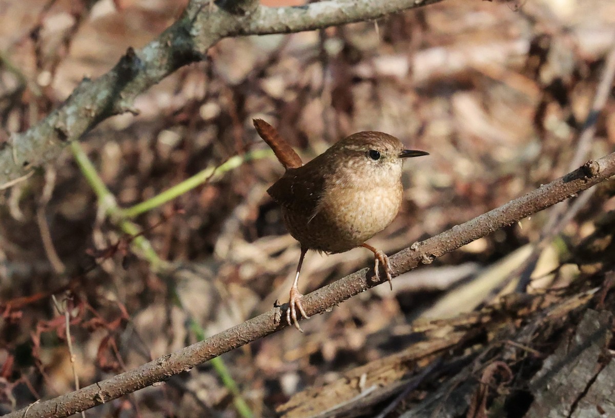Winter Wren - ML646278934