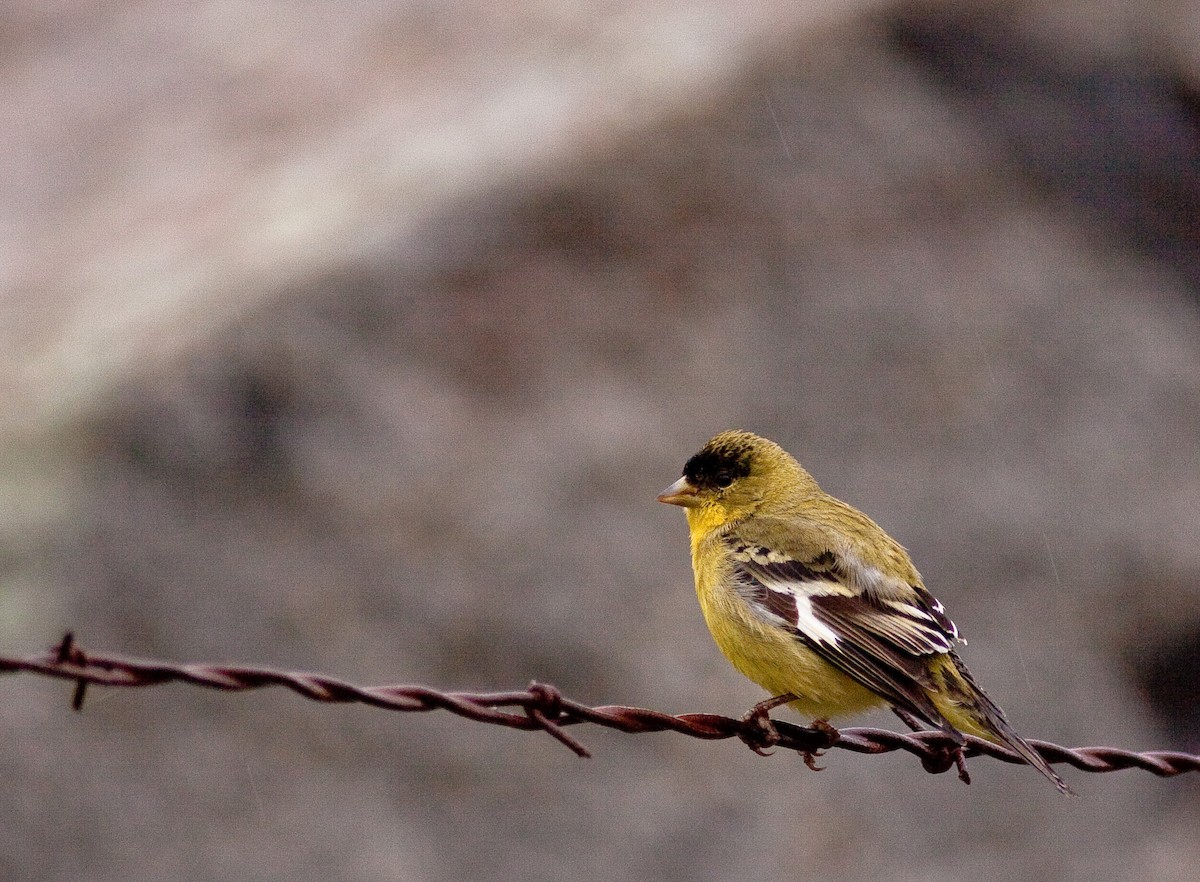 Lesser Goldfinch - ML646278951