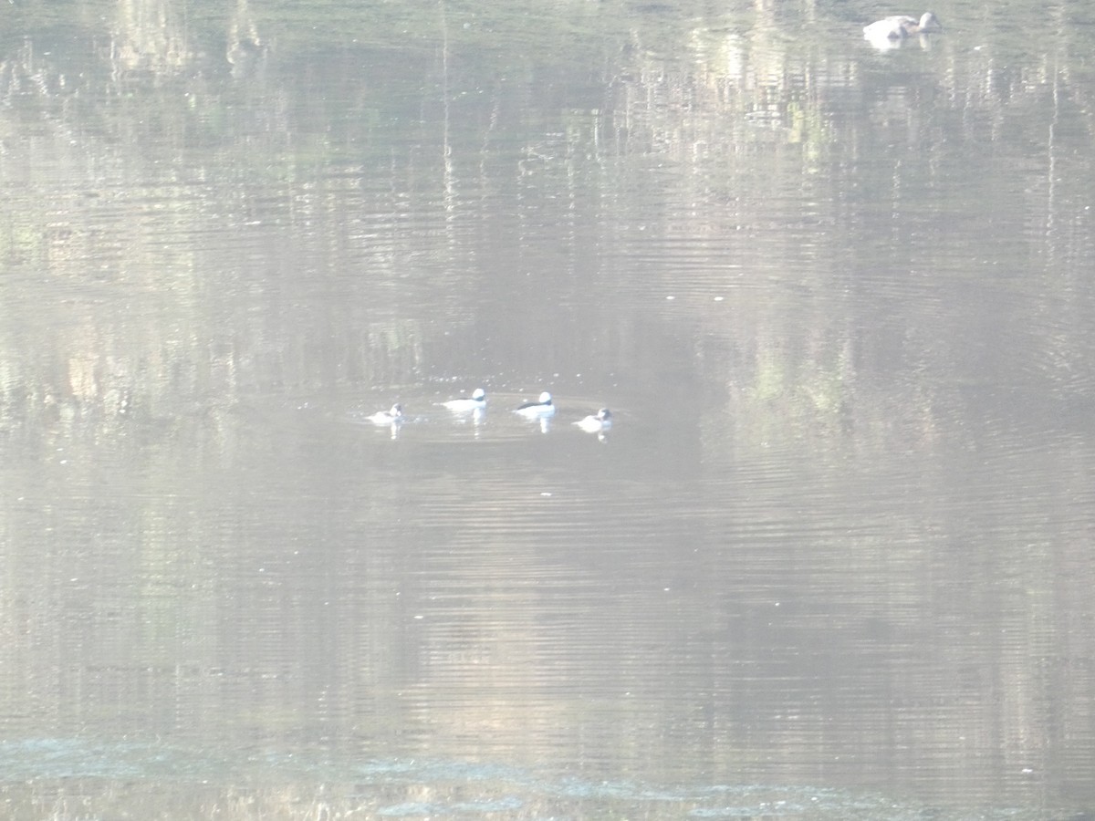 עבראש לבנוני - ML646278953